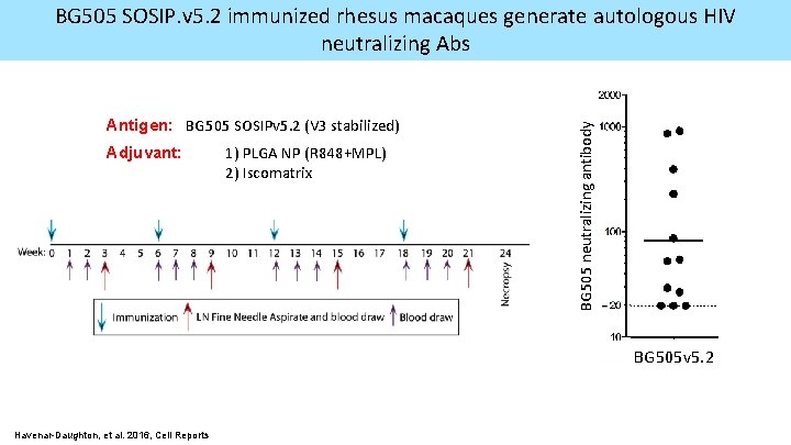 Antigen: BG 505 SOSIPv 5. 2 (V 3 stabilized) Adjuvant: 1) PLGA NP (R
