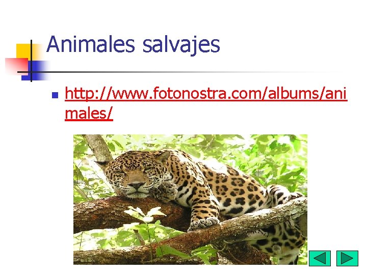 Animales salvajes n http: //www. fotonostra. com/albums/ani males/ 