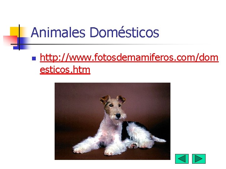 Animales Domésticos n http: //www. fotosdemamiferos. com/dom esticos. htm 