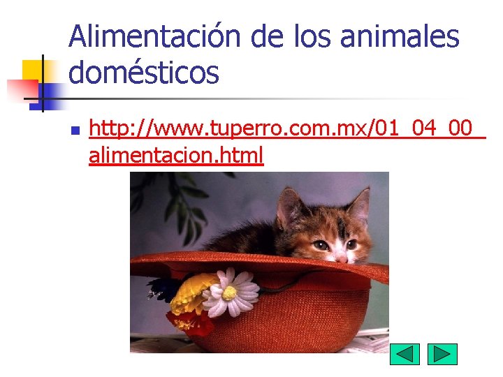 Alimentación de los animales domésticos n http: //www. tuperro. com. mx/01_04_00_ alimentacion. html 