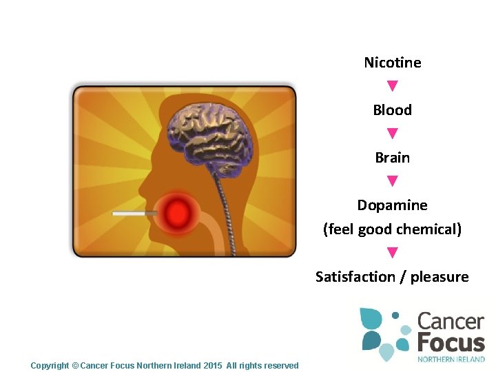 Nicotine ▼ Blood ▼ Brain ▼ Dopamine (feel good chemical) ▼ Satisfaction / pleasure