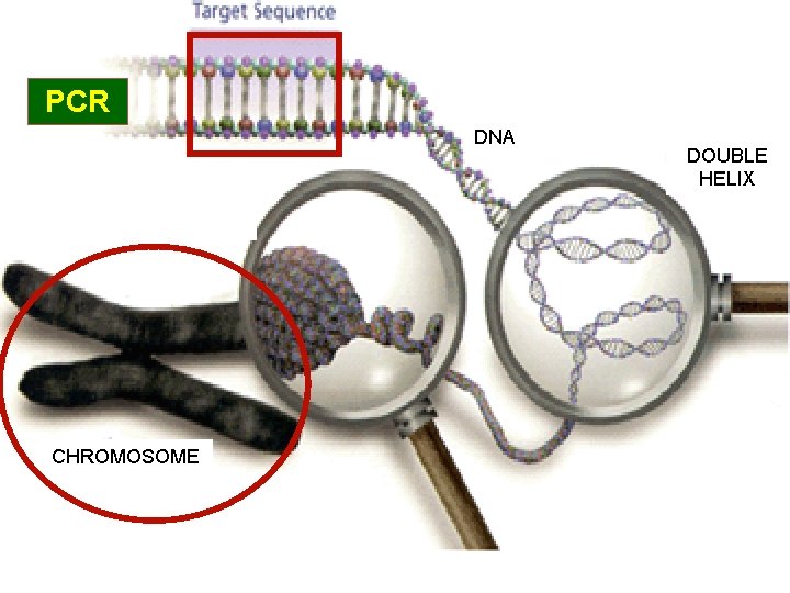 PCR DNA CHROMOSOME DOUBLE HELIX PCR DNA CHROMOSOME DOUBLE HELIX