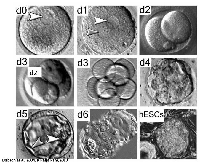 d 2 Dobson et al, 2004; R Reijo Pera, 2010 d 2 Dobson et al, 2004; R Reijo Pera, 2010