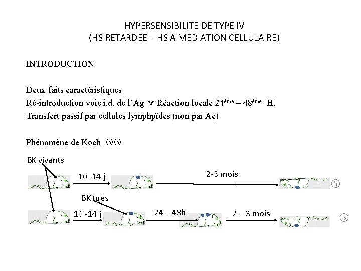 HYPERSENSIBILITE DE TYPE IV (HS RETARDEE – HS A MEDIATION CELLULAIRE) INTRODUCTION Deux faits