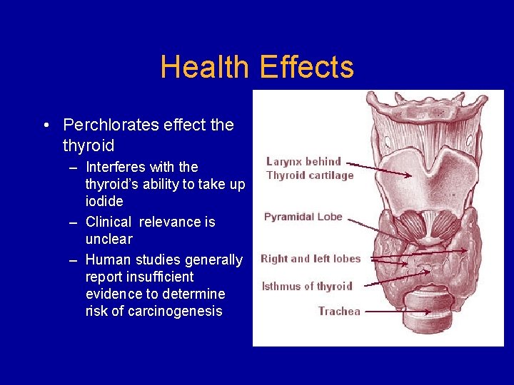 Health Effects • Perchlorates effect the thyroid – Interferes with the thyroid’s ability to