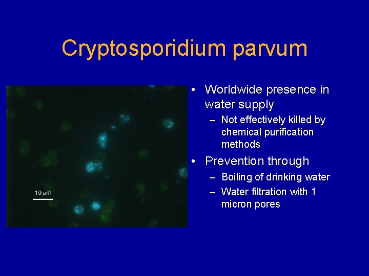 Cryptosporidium parvum • Worldwide presence in water supply – Not effectively killed by chemical