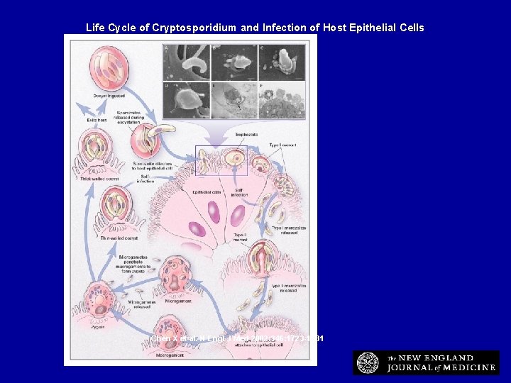 Life Cycle of Cryptosporidium and Infection of Host Epithelial Cells Chen X et al.