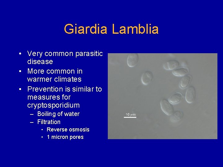 Giardia Lamblia • Very common parasitic disease • More common in warmer climates •