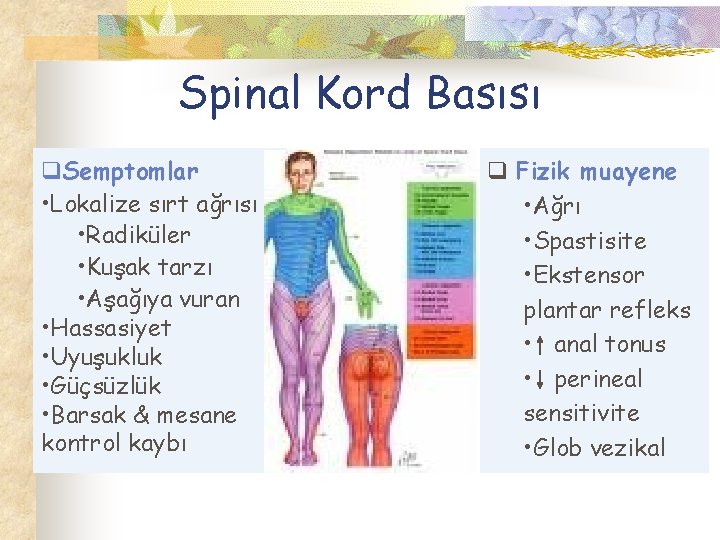 Spinal Kord Basısı q. Semptomlar • Lokalize sırt ağrısı • Radiküler • Kuşak tarzı