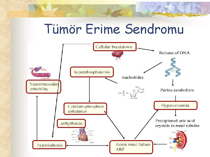 Tümör Erime Sendromu 