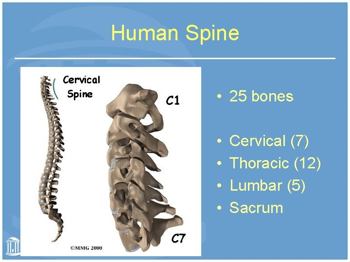 Human Spine • 25 bones • • Cervical (7) Thoracic (12) Lumbar (5) Sacrum