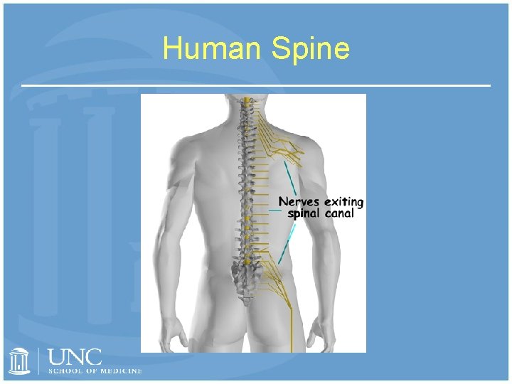 Human Spine 