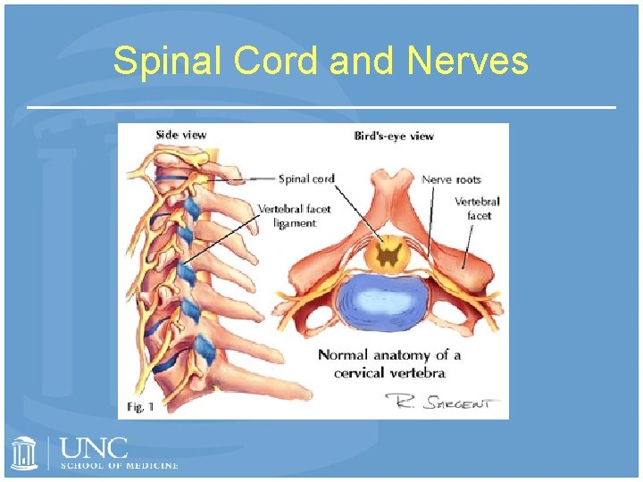 Spinal Cord and Nerves 