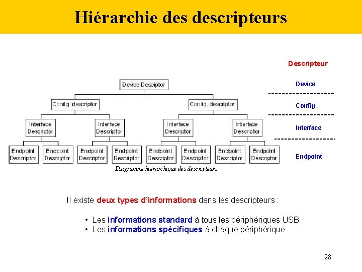 Hiérarchie descripteurs Descripteur Device Config Interface Endpoint Diagramme hiérarchique descripteurs Il existe deux types