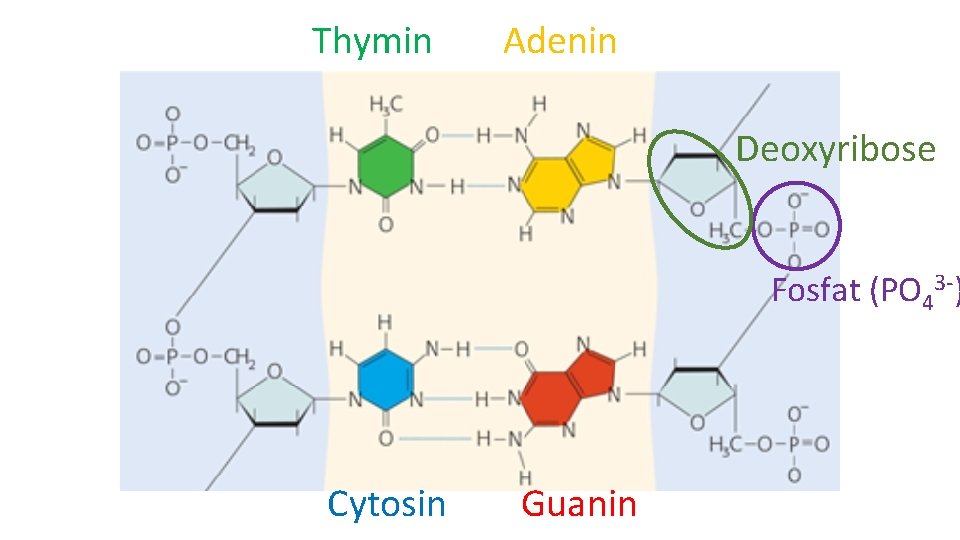 Thymin Adenin Deoxyribose Fosfat (PO 43 -) Cytosin Guanin 