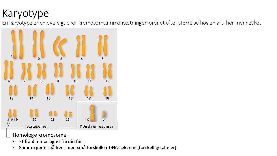 Karyotype En karyotype er en oversigt over kromosomsammensætningen ordnet efter størrelse hos en art,