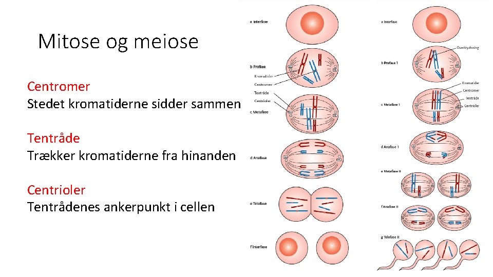 Mitose og meiose Centromer Stedet kromatiderne sidder sammen Tentråde Trækker kromatiderne fra hinanden Centrioler