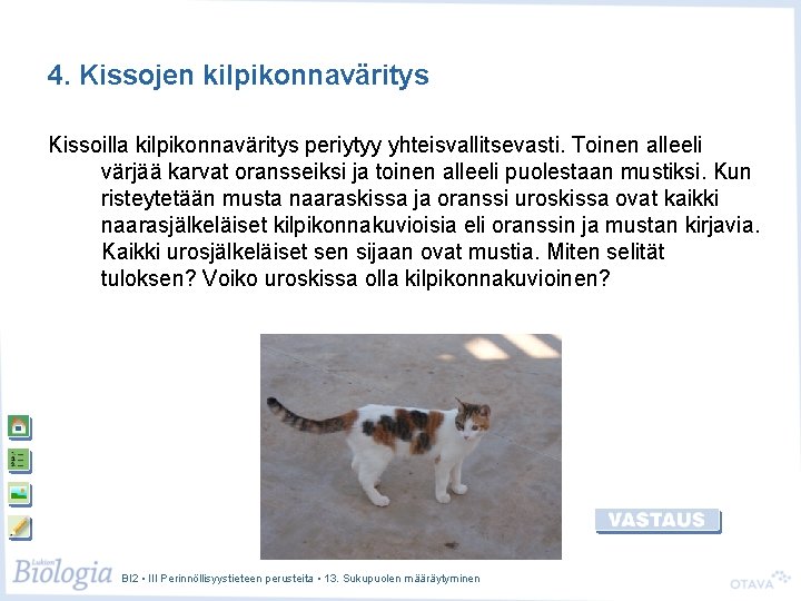 4. Kissojen kilpikonnaväritys Kissoilla kilpikonnaväritys periytyy yhteisvallitsevasti. Toinen alleeli värjää karvat oransseiksi ja toinen 4. Kissojen kilpikonnaväritys Kissoilla kilpikonnaväritys periytyy yhteisvallitsevasti. Toinen alleeli värjää karvat oransseiksi ja toinen