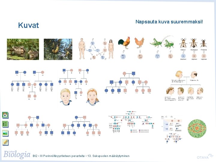 Kuvat BI 2 • III Perinnöllisyystieteen perusteita • 13. Sukupuolen määräytyminen Napsauta kuva suuremmaksi! Kuvat BI 2 • III Perinnöllisyystieteen perusteita • 13. Sukupuolen määräytyminen Napsauta kuva suuremmaksi!