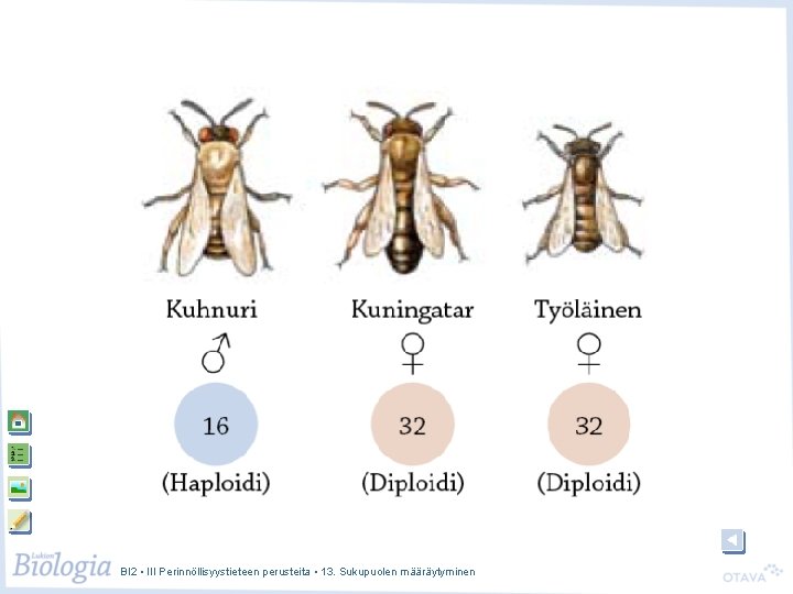 BI 2 • III Perinnöllisyystieteen perusteita • 13. Sukupuolen määräytyminen BI 2 • III Perinnöllisyystieteen perusteita • 13. Sukupuolen määräytyminen