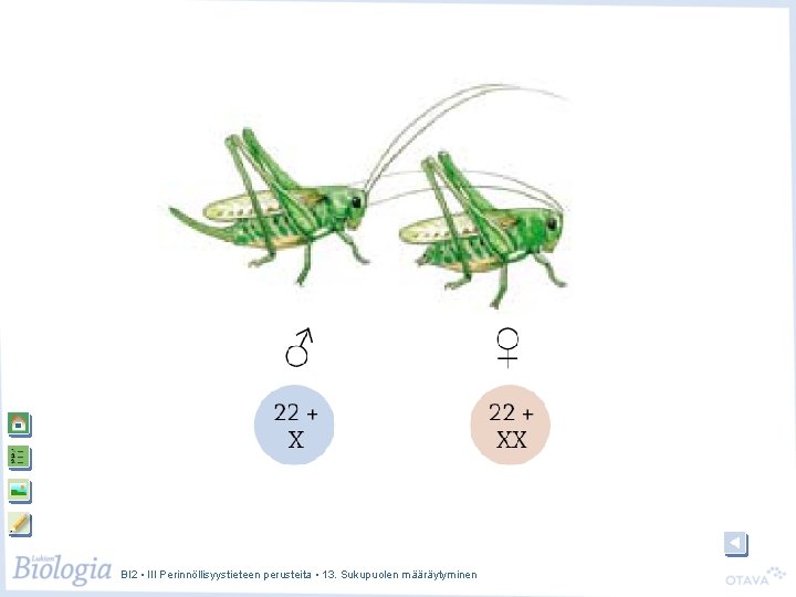 BI 2 • III Perinnöllisyystieteen perusteita • 13. Sukupuolen määräytyminen BI 2 • III Perinnöllisyystieteen perusteita • 13. Sukupuolen määräytyminen