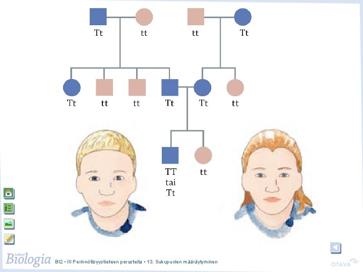 BI 2 • III Perinnöllisyystieteen perusteita • 13. Sukupuolen määräytyminen BI 2 • III Perinnöllisyystieteen perusteita • 13. Sukupuolen määräytyminen