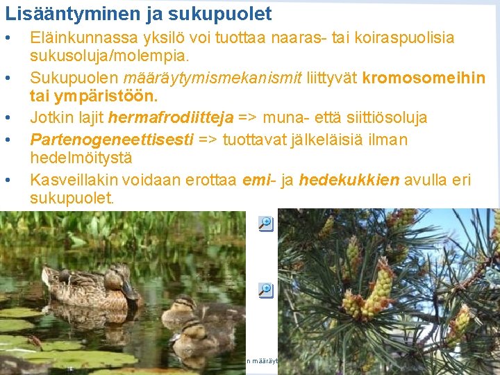 Lisääntyminen ja sukupuolet • • • Eläinkunnassa yksilö voi tuottaa naaras- tai koiraspuolisia sukusoluja/molempia. Lisääntyminen ja sukupuolet • • • Eläinkunnassa yksilö voi tuottaa naaras- tai koiraspuolisia sukusoluja/molempia.