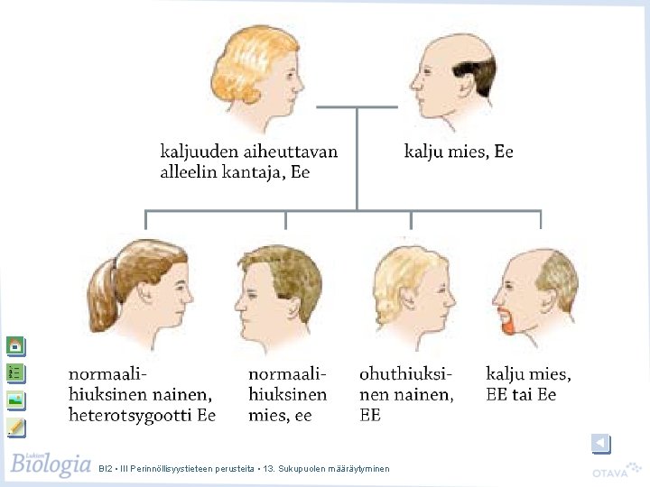 BI 2 • III Perinnöllisyystieteen perusteita • 13. Sukupuolen määräytyminen BI 2 • III Perinnöllisyystieteen perusteita • 13. Sukupuolen määräytyminen