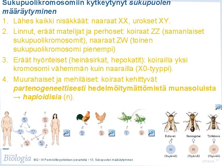 Sukupuolikromosomiin kytkeytynyt sukupuolen määräytyminen 1. Lähes kaikki nisäkkäät: naaraat XX, urokset XY. 2. Linnut, Sukupuolikromosomiin kytkeytynyt sukupuolen määräytyminen 1. Lähes kaikki nisäkkäät: naaraat XX, urokset XY. 2. Linnut,