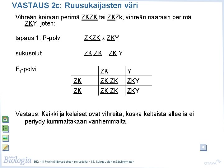 VASTAUS 2 c: Ruusukaijasten väri Vihreän koiraan perimä ZKZK tai ZKZk, vihreän naaraan perimä VASTAUS 2 c: Ruusukaijasten väri Vihreän koiraan perimä ZKZK tai ZKZk, vihreän naaraan perimä