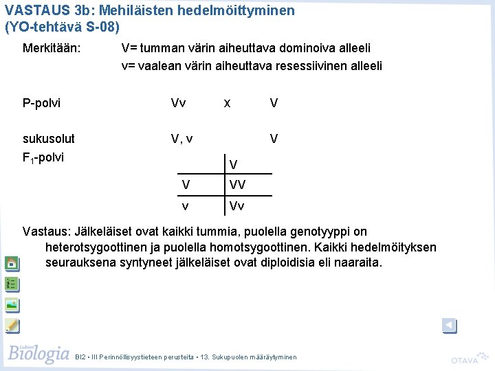 VASTAUS 3 b: Mehiläisten hedelmöittyminen (YO-tehtävä S-08) Merkitään: V= tumman värin aiheuttava dominoiva alleeli VASTAUS 3 b: Mehiläisten hedelmöittyminen (YO-tehtävä S-08) Merkitään: V= tumman värin aiheuttava dominoiva alleeli