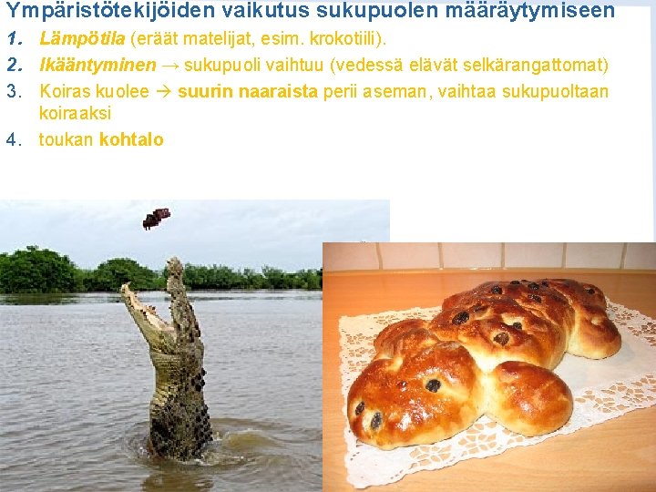 Ympäristötekijöiden vaikutus sukupuolen määräytymiseen 1. Lämpötila (eräät matelijat, esim. krokotiili). 2. Ikääntyminen → sukupuoli Ympäristötekijöiden vaikutus sukupuolen määräytymiseen 1. Lämpötila (eräät matelijat, esim. krokotiili). 2. Ikääntyminen → sukupuoli
