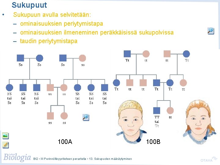Sukupuut • Sukupuun avulla selvitetään: – ominaisuuksien periytymistapa – ominaisuuksien ilmeneminen peräkkäisissä sukupolvissa – Sukupuut • Sukupuun avulla selvitetään: – ominaisuuksien periytymistapa – ominaisuuksien ilmeneminen peräkkäisissä sukupolvissa –