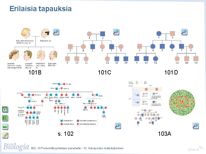 Erilaisia tapauksia 101 B 101 C s. 102 BI 2 • III Perinnöllisyystieteen perusteita Erilaisia tapauksia 101 B 101 C s. 102 BI 2 • III Perinnöllisyystieteen perusteita