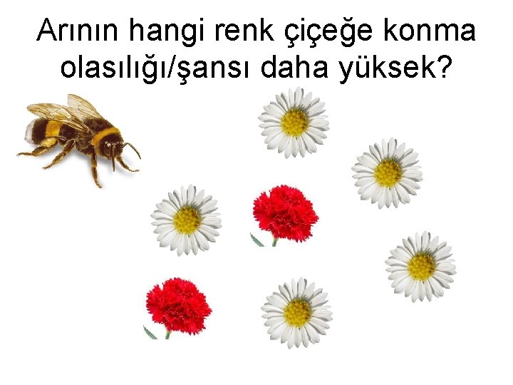 Arının hangi renk çiçeğe konma olasılığı/şansı daha yüksek? 