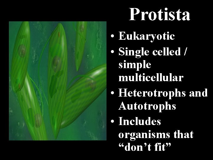 Protista • Eukaryotic • Single celled / simple multicellular • Heterotrophs and Autotrophs •