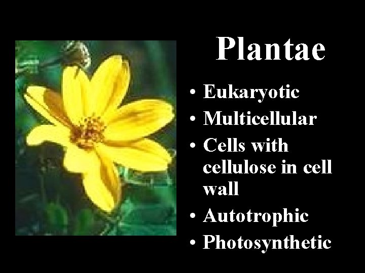 Plantae • Eukaryotic • Multicellular • Cells with cellulose in cell wall • Autotrophic