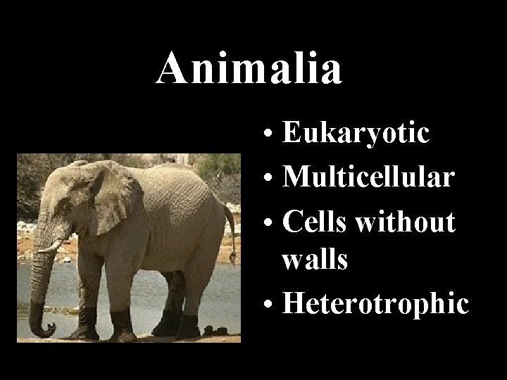 Animalia • Eukaryotic • Multicellular • Cells without walls • Heterotrophic 