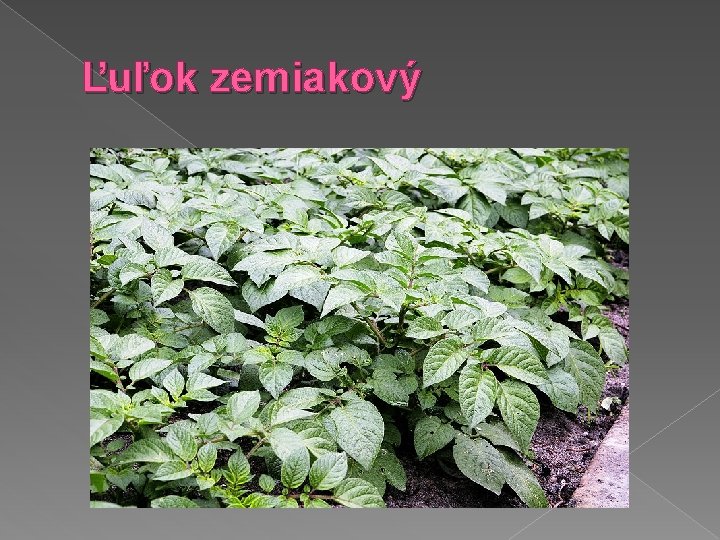 Ľuľok zemiakový 