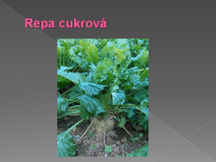 Repa cukrová 