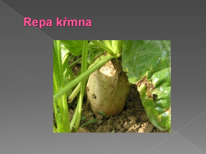 Repa kŕmna 