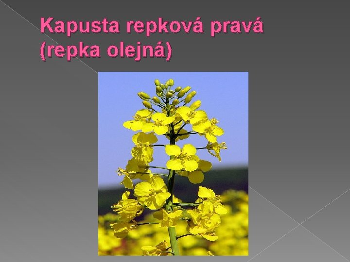 Kapusta repková pravá (repka olejná) 