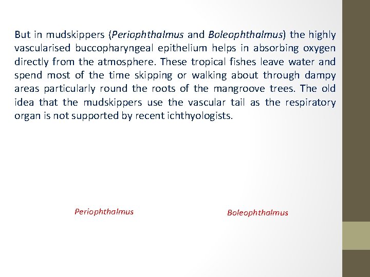 But in mudskippers (Periophthalmus and Boleophthalmus) the highly vascularised buccopharyngeal epithelium helps in absorbing