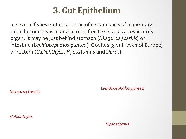 3. Gut Epithelium In several fishes epithelial lining of certain parts of alimentary canal