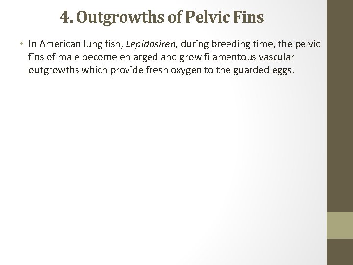 4. Outgrowths of Pelvic Fins • In American lung fish, Lepidosiren, during breeding time,