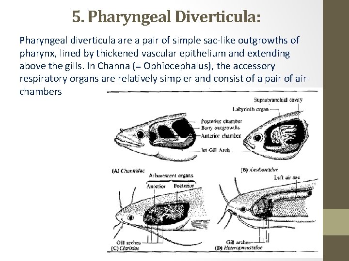 5. Pharyngeal Diverticula: Pharyngeal diverticula are a pair of simple sac like outgrowths of