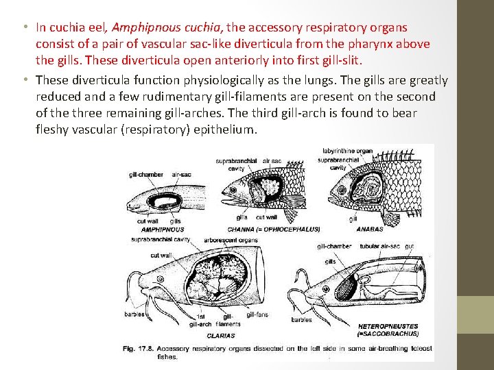  • In cuchia eel, Amphipnous cuchia, the accessory respiratory organs consist of a