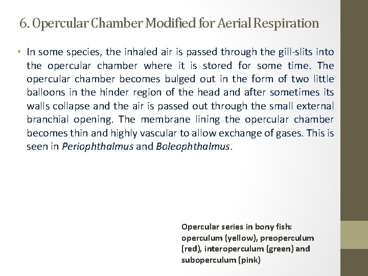 6. Opercular Chamber Modified for Aerial Respiration • In some species, the inhaled air