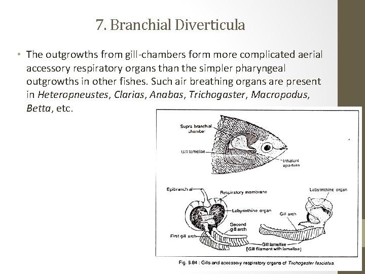 7. Branchial Diverticula • The outgrowths from gill chambers form more complicated aerial accessory