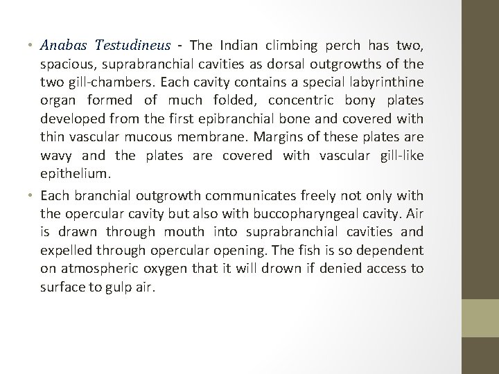  • Anabas Testudineus - The Indian climbing perch has two, spacious, suprabranchial cavities